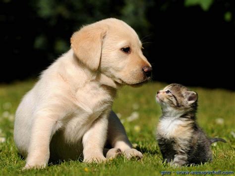 Chien et chat 2025